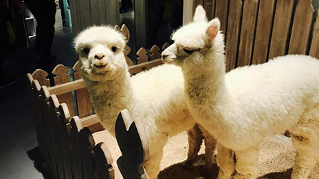 家居賣場開動物樂園，羊駝、土撥鼠等600只動物齊聚